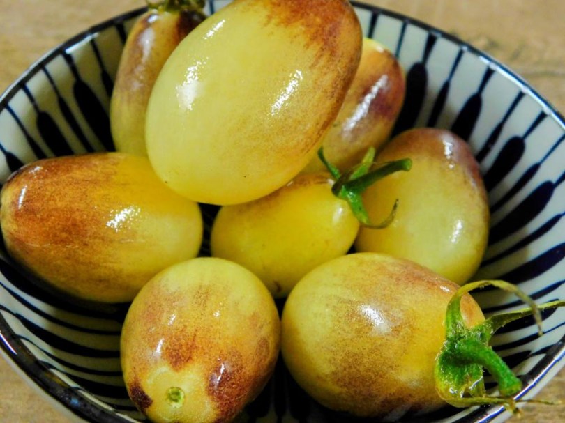 Märchen Engel tomate - Angyal a Tündérmeséből, Lycopersicum esculentum, paradicsom